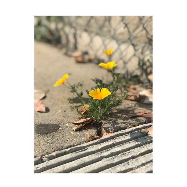 Morgan Liu Resilience of the California Poppy