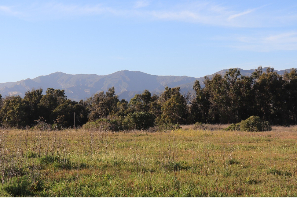 Eucalypts at Ellwood Mesa