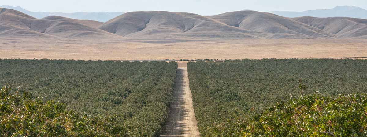 Mark Arax: The Dreamt Land: How the Invention of California Became Miracle and Ruin