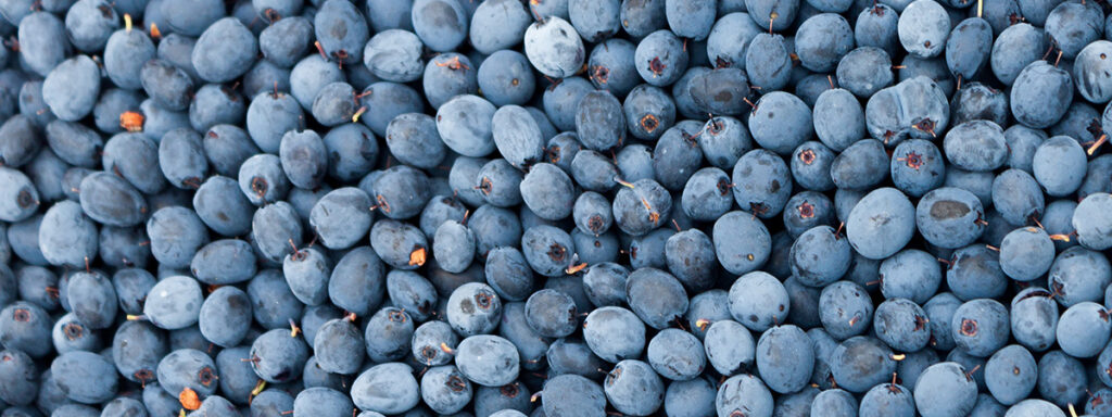 berry people gcm rfg