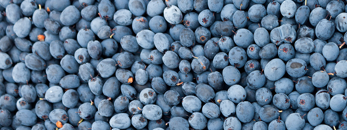 berry people gcm rfg