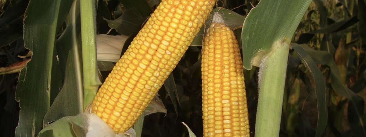 ears of corn